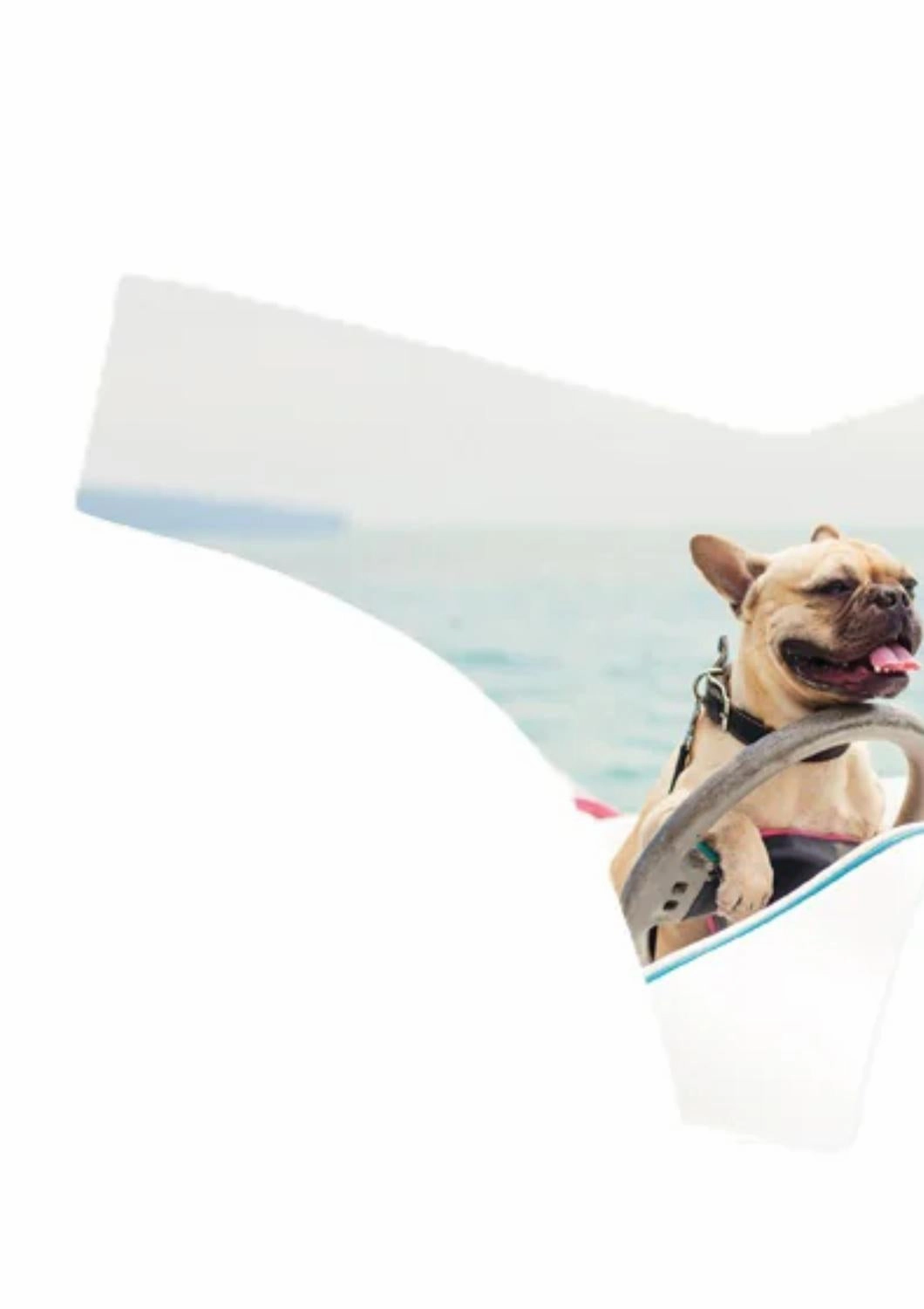 Women's Photo-Op Thong Panty In Frenchie